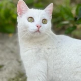 Adopta a Quinoa