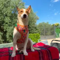 Adopta a Miel
