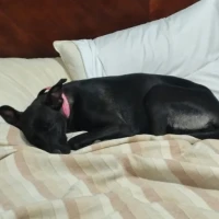 Adopta a Laika