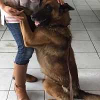 Adopta a Sansòn