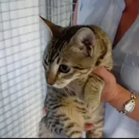 Adopta a Tiguer