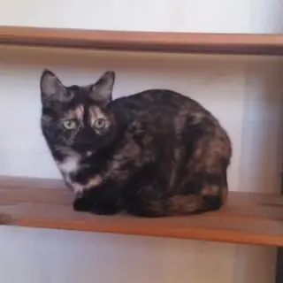 Molly