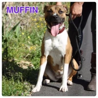 Adopta a Muffin