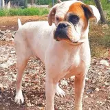 Adopta a Daga