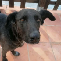 Adopta a Karma
