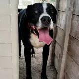 Adopta a Isla