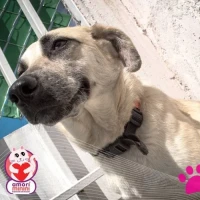 Adopta a Lady