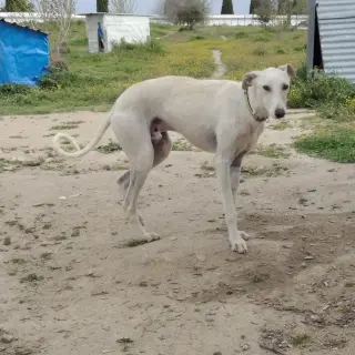 Calipso