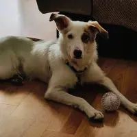 Adopta a Flash