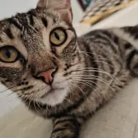 Adopta a Praliné