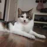 Adopta a Sansa