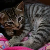 Adopta a Pep