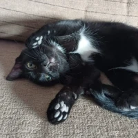 Adopta a Grazina