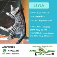 Adopta a Leyla