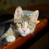 Adopta a Cheddar