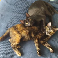 Adopta a Choricillo y Mari Carmen