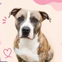 Adopta a Willow