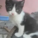 Adopta a Pupi