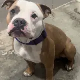 Adopta a Woody