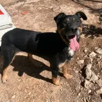 Adopta a Asturias