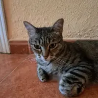 Adopta a Luna