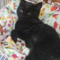 Adopta a Bagheera