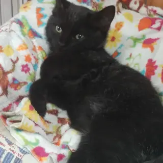 Bagheera