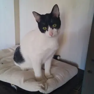 Kiko