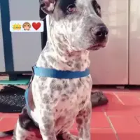 Adopta a King