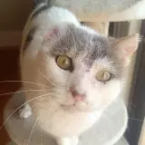 Adopta a Van Gogh