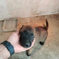 Adopta a Malinoils