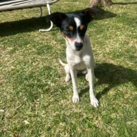Adopta a Bianca
