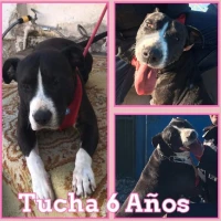 Adopta a Tucha