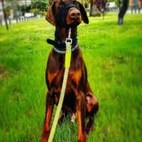 Adopta a Drogö
