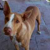 Adopta a Nardo