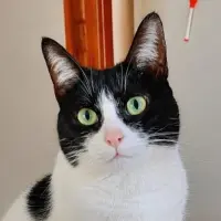 Adopta a Gaia