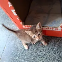 Adopta a Gatitos Bebes