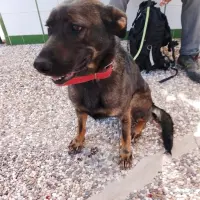 Adopta a Mandy