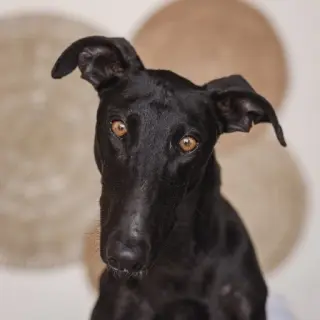 Koldo