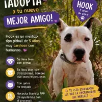 Adopta a Hook