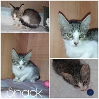Adopta a Snack