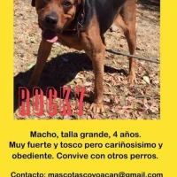 Adopta a Rocky