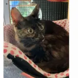 Adopta a Lily
