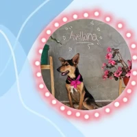 Adopta a Avellana