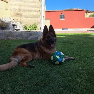 Gala