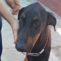 Adopta a Ares
