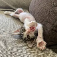 Adopta a Manolín