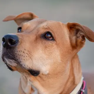 Biela
