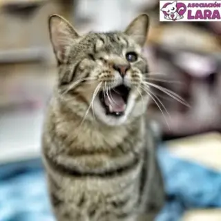 Simon