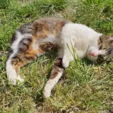 Adopta a León